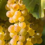 trauben_chardonnay