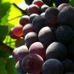 trauben_schwarzriesling
