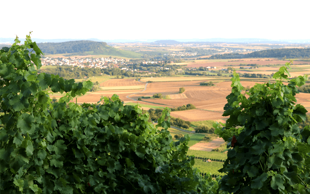 2019_002-klingender-weinberg